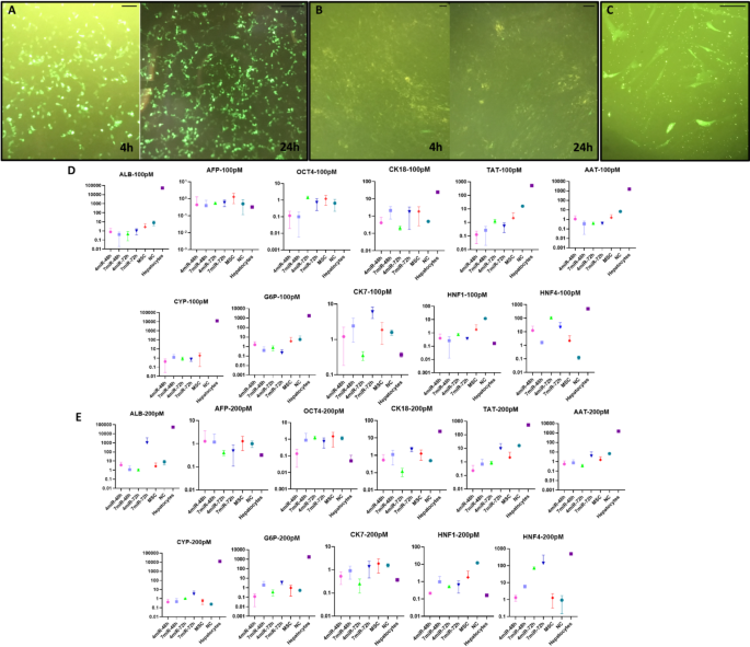 脂质体转染的效率检测