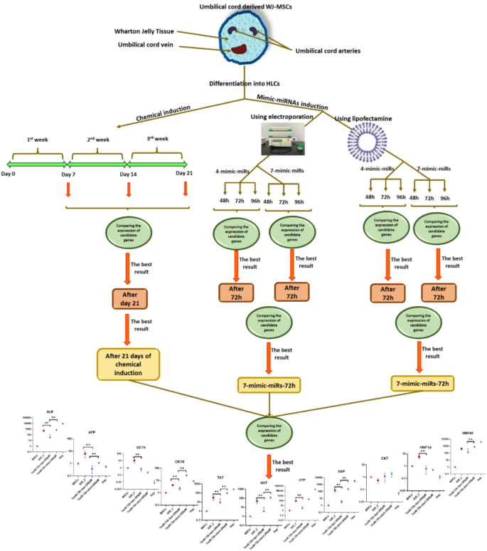 实验流程示意图