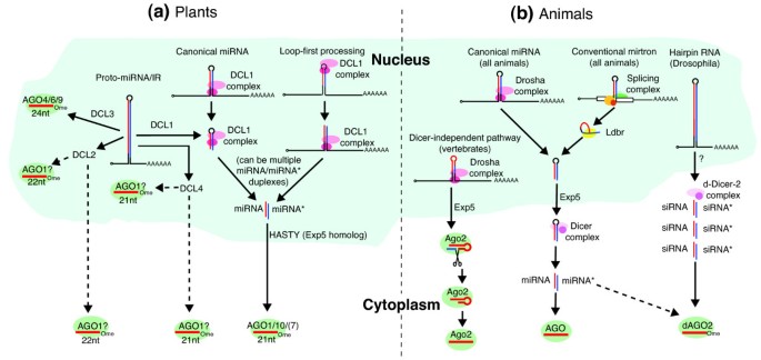 动植物微小RNA经典生物发生通路对比图