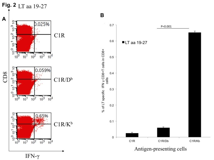 图2 LT表位H-2Kb限制性验证结果