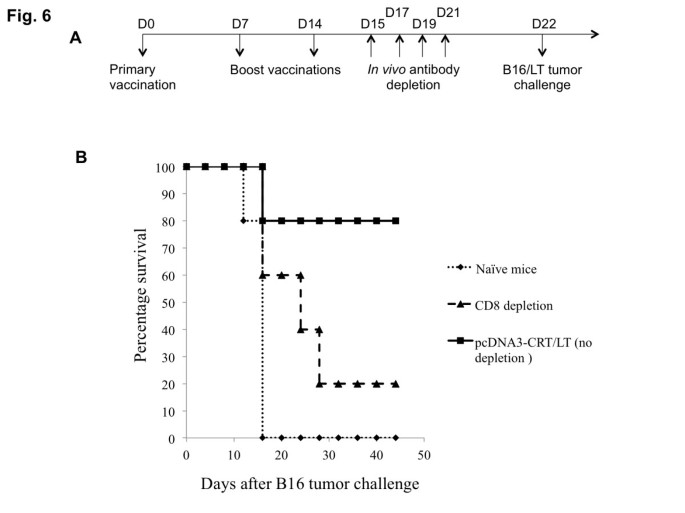 图6 CD8+T细胞耗竭对疫苗抗肿瘤效应的影响