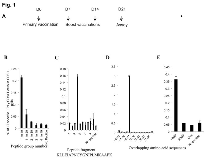 图1 免疫优势LT表位筛选流程及结果
