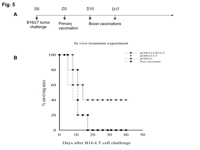 图5 疫苗的体内肿瘤治疗效应生存曲线
