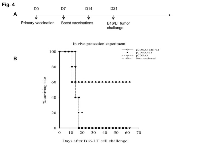 图4 疫苗的体内肿瘤保护效应生存曲线