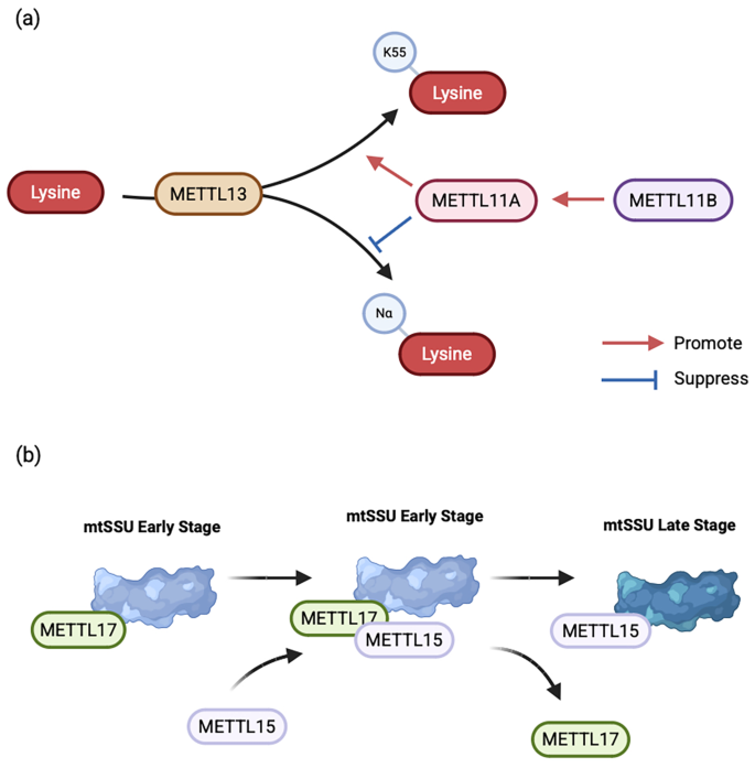 METTL成员间的协同网络