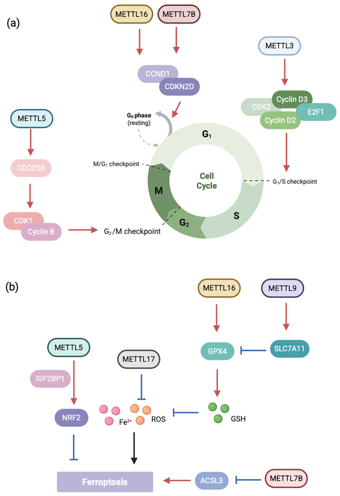 METTL对细胞周期和铁死亡的调控