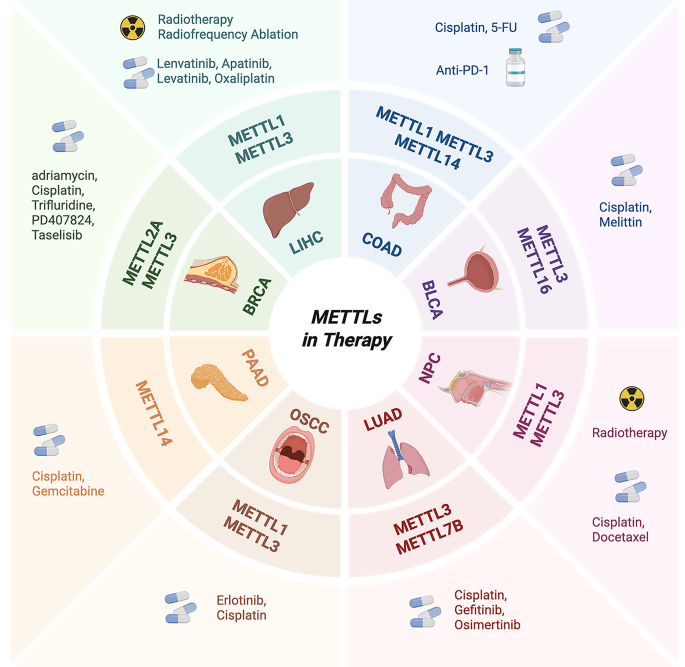 METTL家族成员在疾病中的预后作用总结
