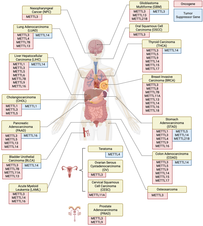 METTL在肿瘤中的作用总结