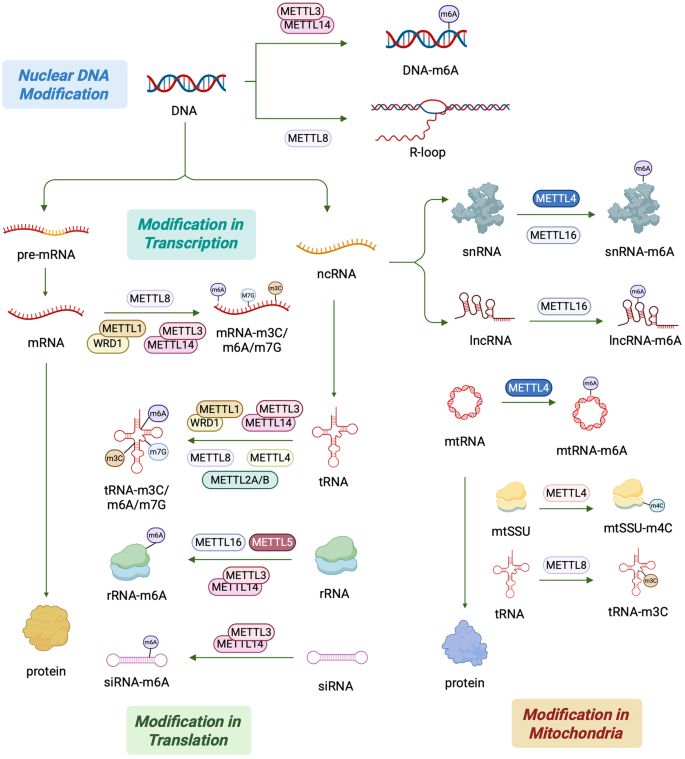 METTL参与的表观遗传调控通路