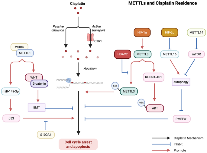 METTL家族成员参与顺铂耐药的机制
