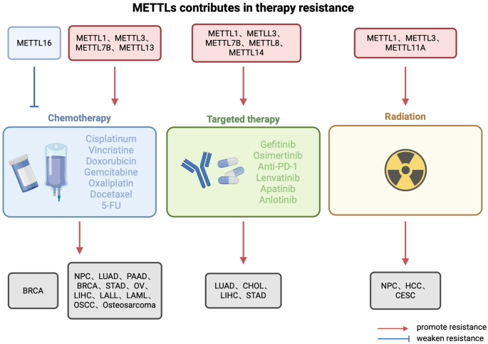METTL在治疗耐药中的作用