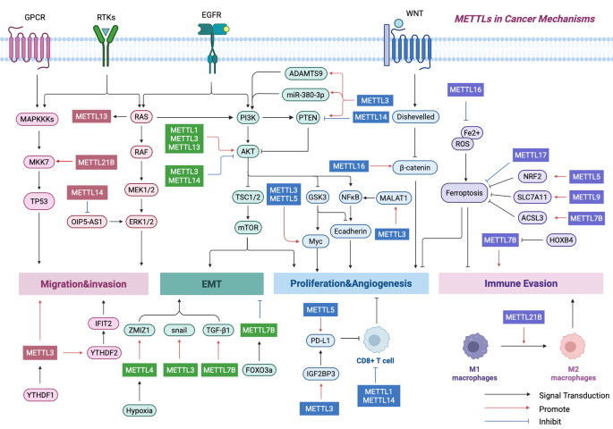 METTL家族在癌症发展中的机制