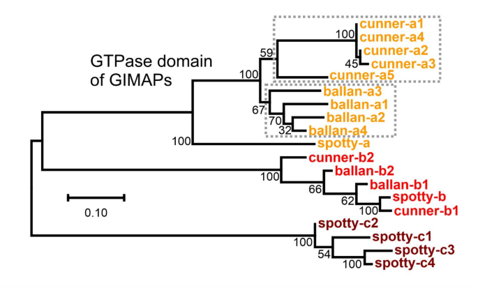 三种隆头鱼GIMAP基因的系统发育树