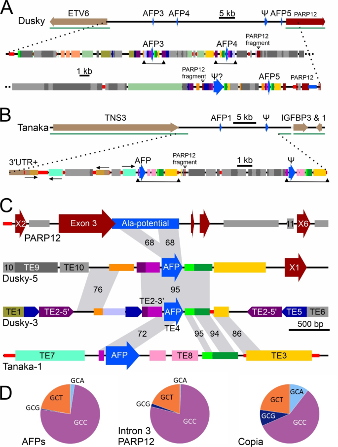 狮子鱼I型抗冻蛋白基因座的重复序列与转座子分布