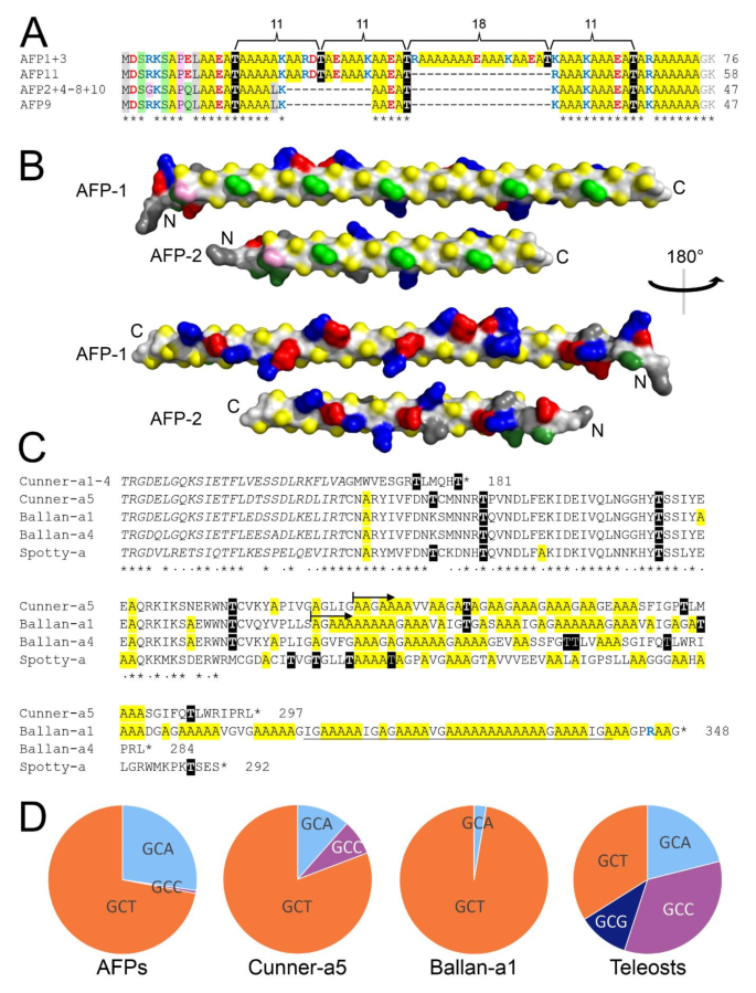 Cunner I型抗冻蛋白的序列比对与结构模型