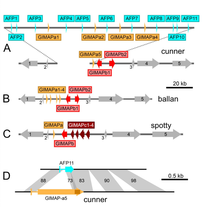 Cunner I型抗冻蛋白基因座与GIMAP基因的连锁关系
