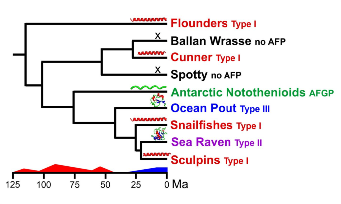 不同鱼类谱系中I型抗冻蛋白的分化与气候关联