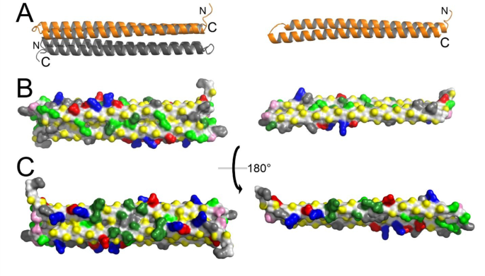 狮子鱼I型抗冻蛋白的单体与二聚体结构模型