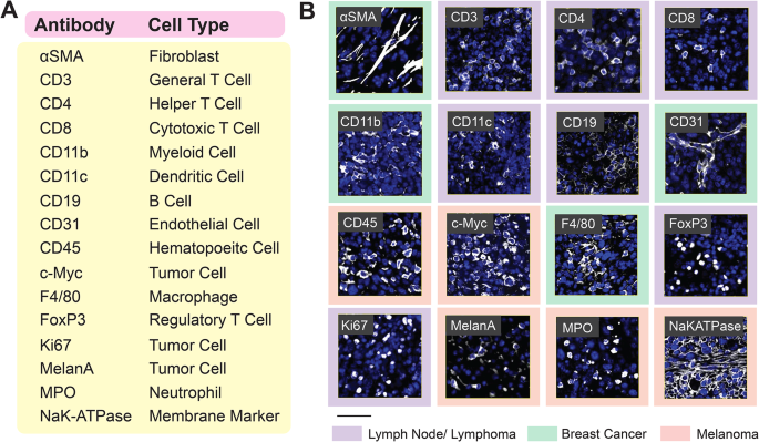 图2 小鼠FFPE组织的16重PhenoCycler染色