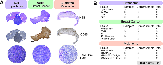 图3 用于PhenoCycler成像的小鼠组织芯片构建