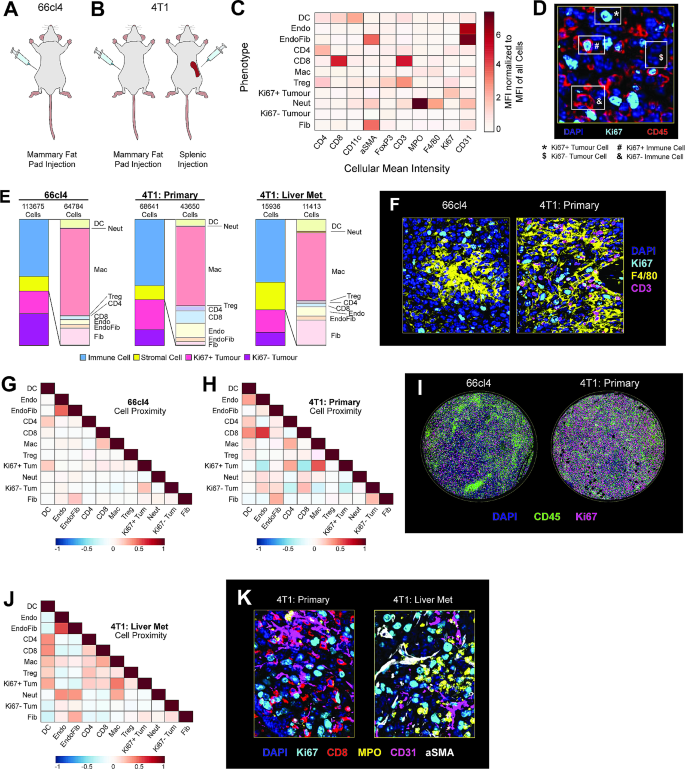 图5 小鼠乳腺癌的TME空间分析