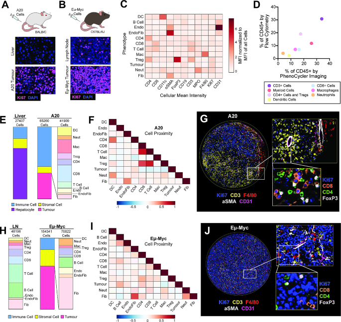 图4 小鼠结外及 nodal B淋巴瘤的TME空间分析