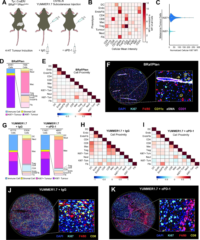图6 小鼠黑色素瘤的TME空间分析