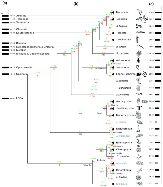 通过重建祖先蛋白域组揭示真核生物基因组演化中的强功能模式-文献解析