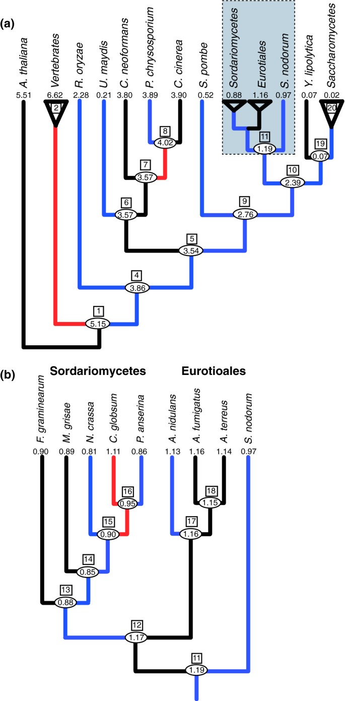 图5：EREM法估计的真菌演化过程中每千碱基内含子数量