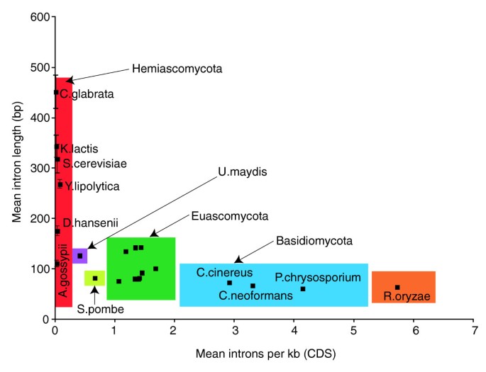 图2：内含子长度与每千碱基内含子数量的关系