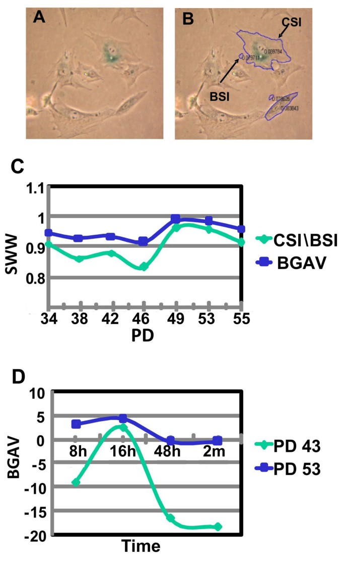 图1 数字图像分析方法的建立与优化