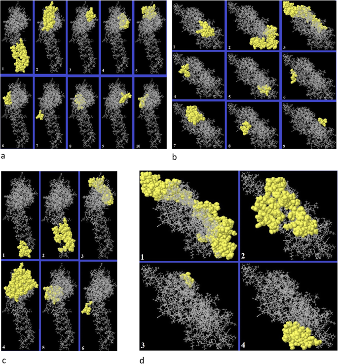B细胞表位位置分布
