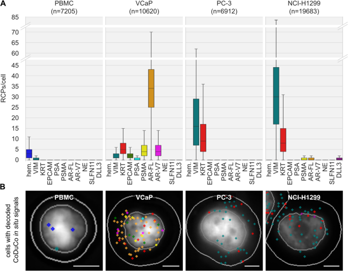 细胞系中CoDuCo检测的表达谱