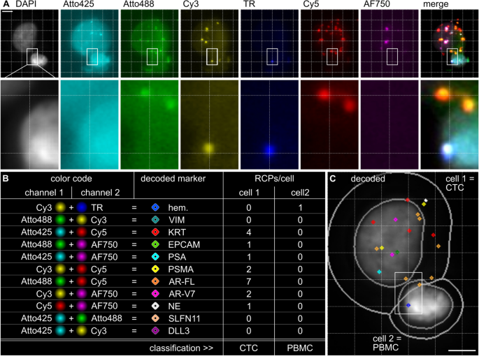 CoDuCo信号解码示意图