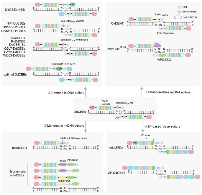 线粒体胞嘧啶碱基编辑工具盒示意图