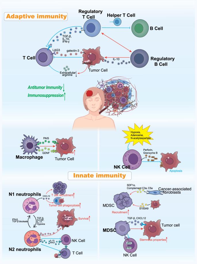 乳腺癌脑转移的免疫微环境