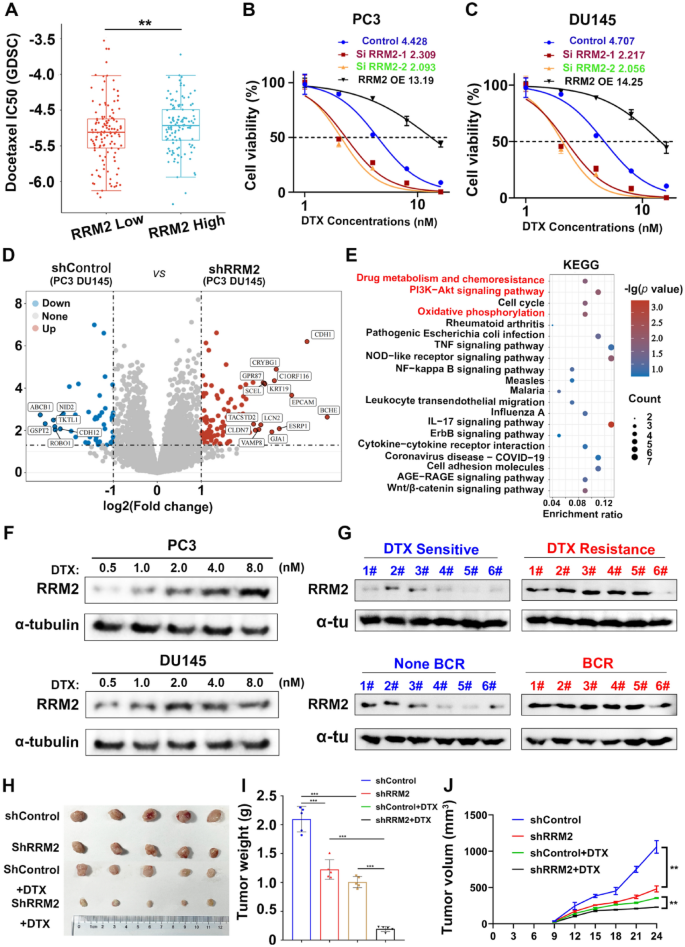 RRM2调控多西他赛耐药的体内外验证