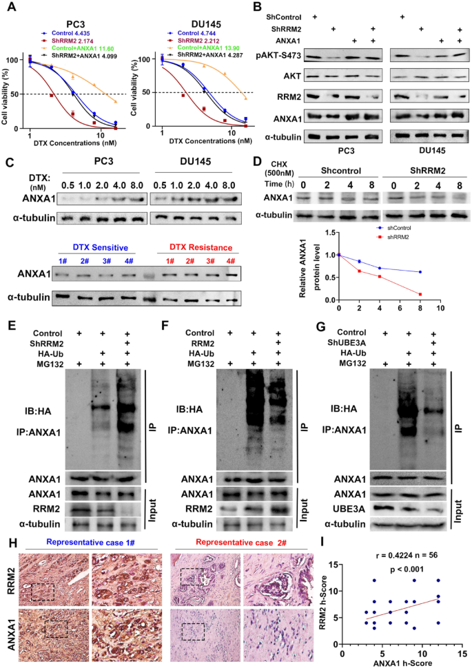 RRM2稳定ANXA1激活PI3K/AKT通路