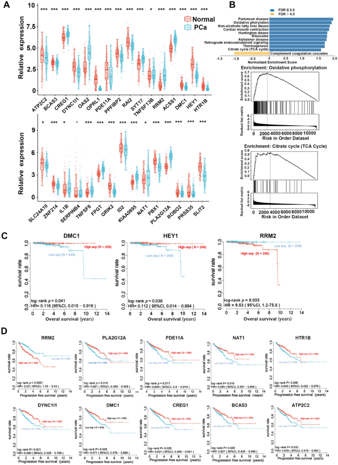 细胞衰老相关基因差异表达分析