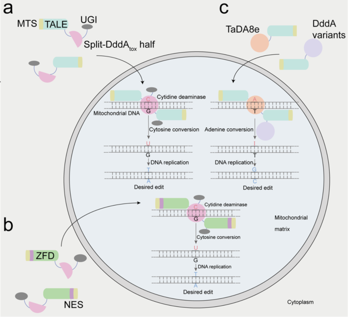 线粒体碱基编辑原理示意图