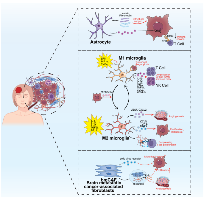 乳腺癌脑转移肿瘤微环境的细胞互作