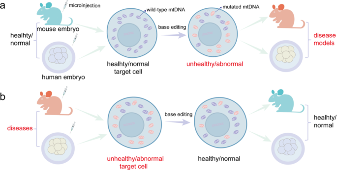 线粒体碱基编辑在动物模型和人类胚胎中的应用示意图