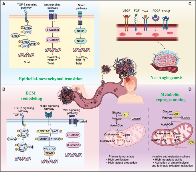 乳腺癌脑转移级联过程中的生物学事件