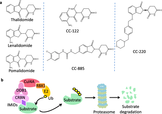 新型免疫调节药物及其新底物-文献解析