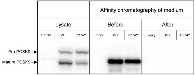 Degradation of the LDL receptors by PCSK9 is not mediated by a secreted protein acted upon by PCSK9