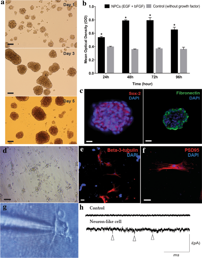 MSCs向NPCs的诱导与功能鉴定