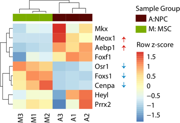 转录因子富集分析（ChEA3）