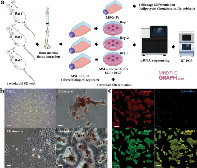 大鼠骨髓MSCs的分离培养与鉴定
