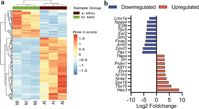 差异表达转录因子聚类分析