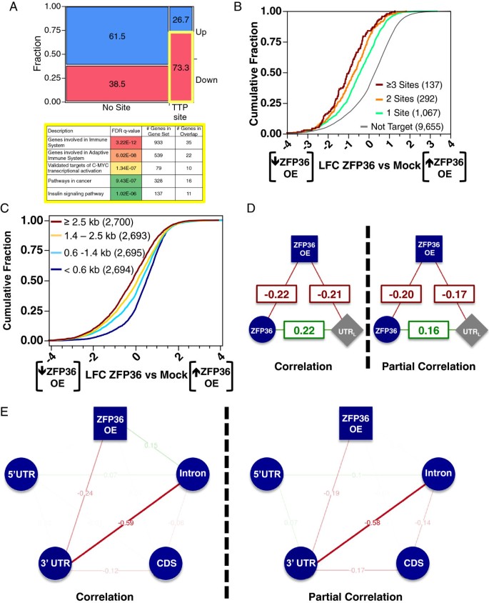 ZFP36结合位点的功能敏感性分析